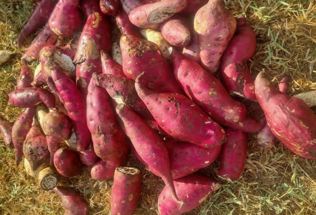 Alito Project December 2025