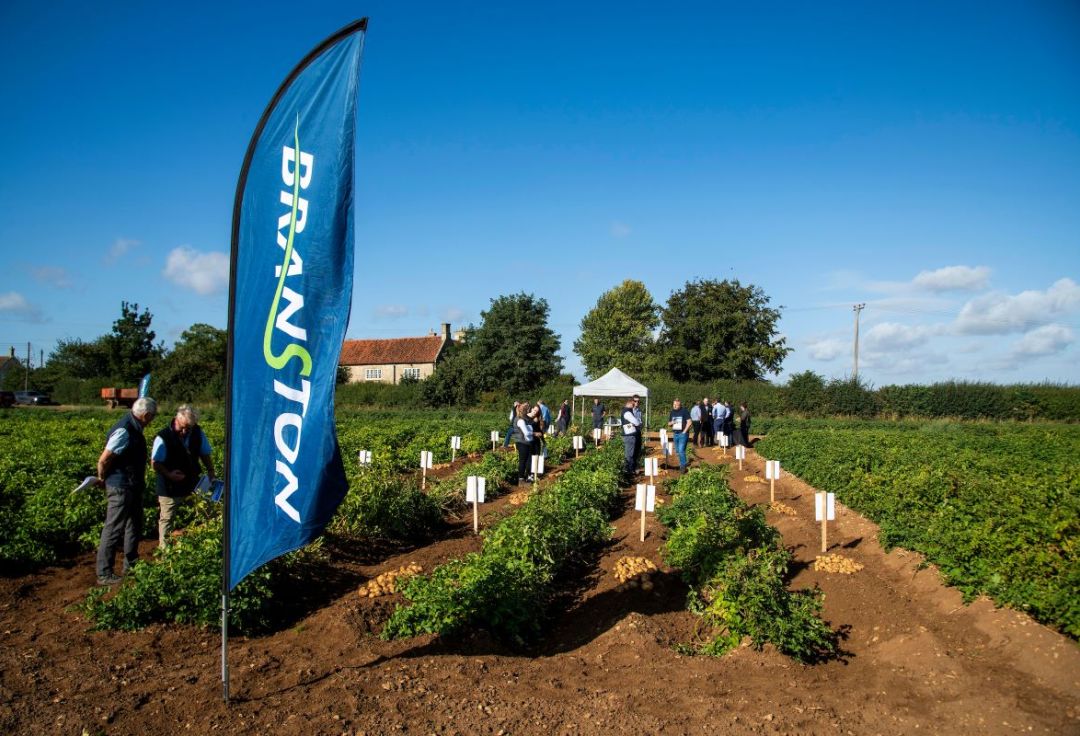 Potato Growers Gather to Unearth the Next Generation of Varieties