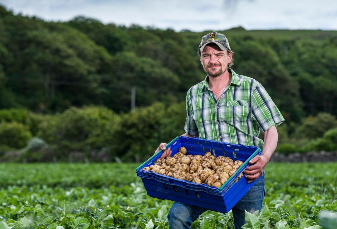 Ayrshire New potatoes 