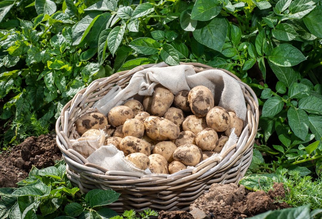 Cornish New potatoes