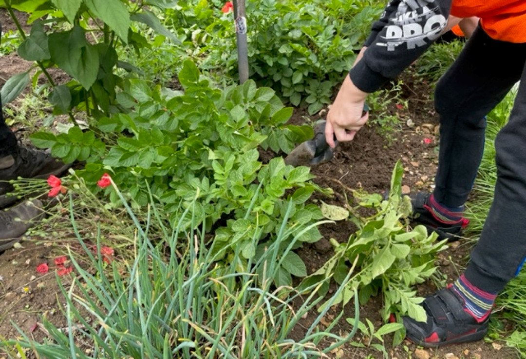 HAF Club Spud Harvesting