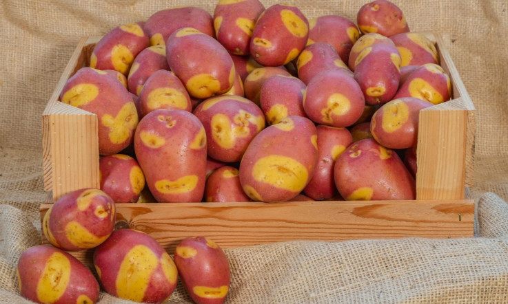 Speedy Spud sends consumers diving for dinner this season