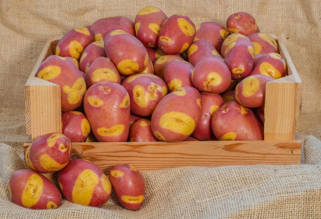Speedy Spud sends consumers diving for dinner this season